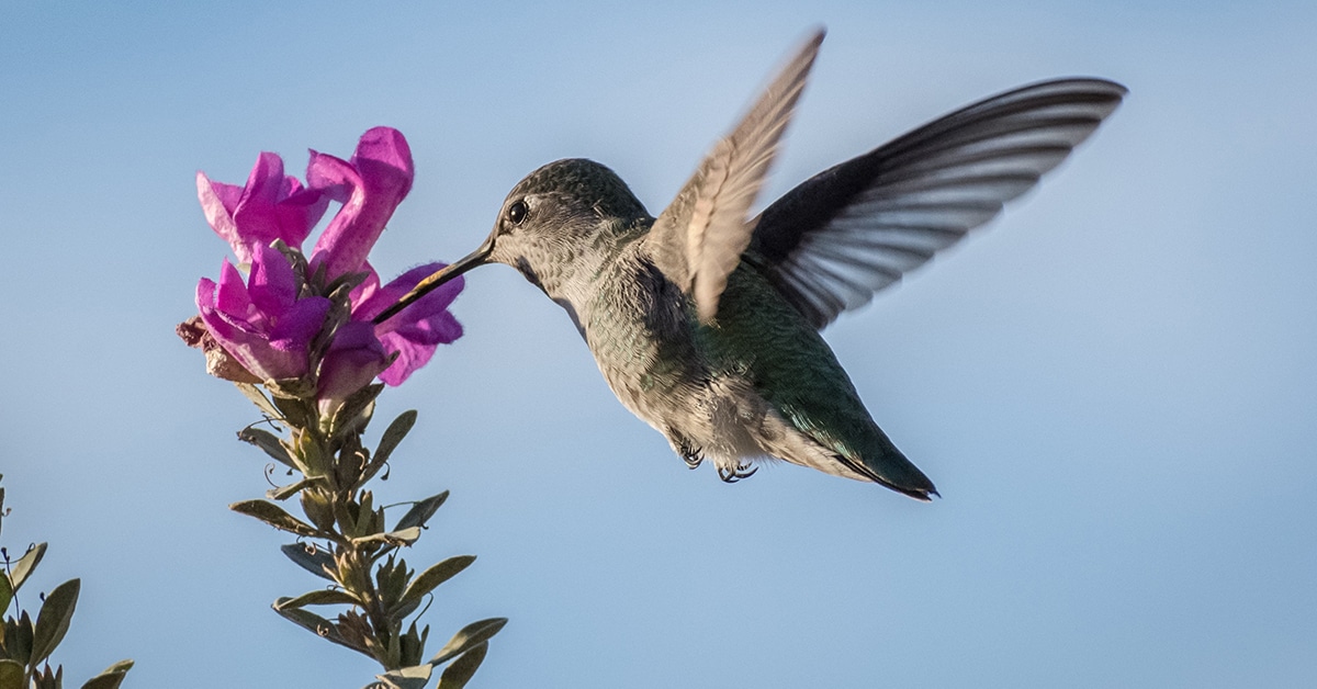 bird getting nectar